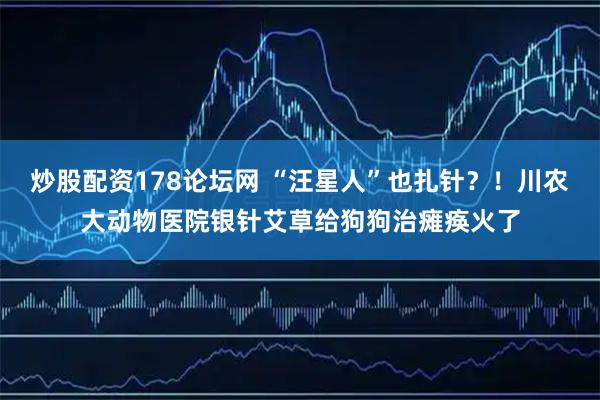 炒股配资178论坛网 “汪星人”也扎针?!川农大动物医院银针艾草给狗狗治瘫痪火了